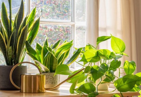 ¿Plantas en el hogar? Beneficios y recomendaciones